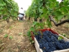 La Côte de Beaune à l’heure des vendanges