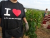 La Côte de Beaune à l’heure des vendanges