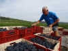 La Côte de Beaune à l’heure des vendanges