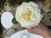 À Beire-le-Châtel, la Rose Côte-d’Or entre en scène comme ambassadrice du département