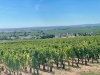 Hospices de Beaune - Un millésime 2026 hors normes qui bouscule tous les repères
