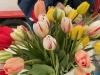 Beaune – Un démarrage remarquable pour l’opération « Tulipes contre le cancer » du Lions Club