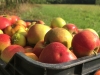 Beaune – Eclectik, l'audacieux pari du cidre gourmand au cœur du pays du vin