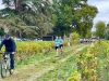 Savigny-lès-Beaune – 35e Foulée des Vendanges : le semi-marathon, 21 km d'efforts au cœur du vignoble, retour en images