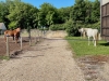 Vignoles - L’Écurie du Pasquiers relance l’école d’équitation du baby poney à la compétition