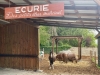Vignoles – Du baby poney à la compétition, le centre équestre de l'Écurie du Pasquiers fait le plein de cavaliers