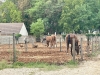 Vignoles – Du baby poney à la compétition, le centre équestre de l'Écurie du Pasquiers fait le plein de cavaliers