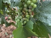 Orages – Meursault a pansé ses plaies, 20 à 25 % des vignobles touchés