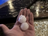 Orages de grêle de ce mardi soir : le secteur de Meursault particulièrement impacté, les viticulteurs évaluent les dégâts