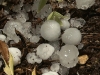 Orages de grêle de ce mardi soir : le secteur de Meursault particulièrement impacté, les viticulteurs évaluent les dégâts