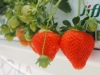 Des fraises chalonnaises ... produites et vendues chez Fleurs de Gergy 