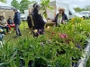 FOIRE AUX PLANTES DE LA FERTE - 9000 visiteurs ce samedi ... et ça se poursuit ce dimanche ! 