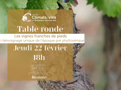 Beaune – À la découverte de la vigne franche de pied avec une table ronde à la Cité le jeudi 22 février