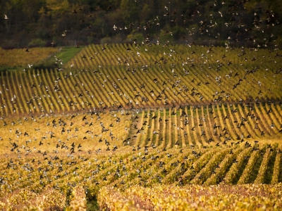 Activité famille : Crée ton nichoir et ta mangeoire à oiseaux le mercredi 26 juillet à la Cité des Climats et des Vins de Bourgogne de Beaune