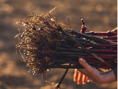Beaune – Conférence : “Les porte-greffes, un levier pour s’adapter au changement climatique” à la Cité des Climats