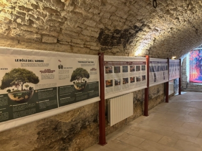 Beaune – Le Caveau Delicave alerte avec son exposition « Les forêts en souffrance »