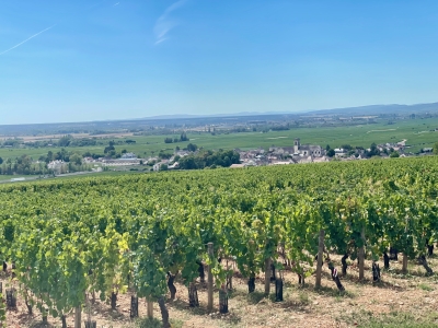 Hospices de Beaune - Un millésime 2026 hors normes qui bouscule tous les repères