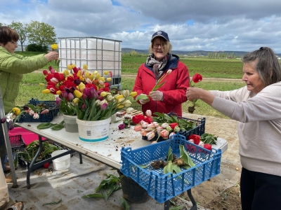 Beaune - Cueillir des tulipes pour lutter contre le cancer avec le Lions Club