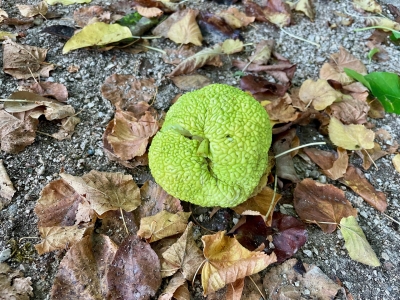 Beaune – Au Square des Lions, attention à ne pas recevoir une « orange » sur la tête !