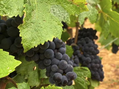 Vendanges 2026 : les premiers coups de sécateurs dans les vignes du domaine des Hospices de Beaune