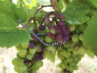 Sécheresse en Côte-d'Or : dans les vignes, tout va se jouer la semaine prochaine pour la CAVB
