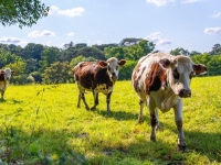 L’État accompagne les agriculteurs face aux crises :  plus d’1 million d’euros versé en soutien aux agriculteurs de Côte-d’Or