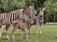 Zèbres, lémuriens, loriquets, porcs du Vietnam... de nombreuses naissances au zoo de l'Auxois en Côte-d'Or