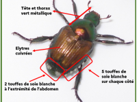 Côte-d’Or - Un scarabée japonais détecté à Pont, cet insecte ravageur placé sous haute surveillance