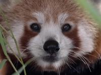 Découvrez Bao et Meï, les deux pandas roux qui viennent de faire leur arrivée au Parc de l'Auxois