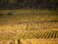 Activité famille : Crée ton nichoir et ta mangeoire à oiseaux le mercredi 26 juillet à la Cité des Climats et des Vins de Bourgogne de Beaune
