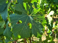 «Une punition incompréhensible» : les viticulteurs s'élèvent contre des restrictions d'usage du cuivre