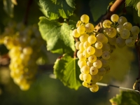 Cité des Climats et vins de Bourgogne – #ChardonnayDay : du jeudi 23 mai au dimanche 26 mai