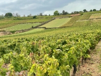 165ᵉ Vente des Vins des Hospices de Beaune - Un millésime 2025 prometteur pour une vente dédiée au handicap 