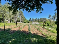 Montagne de Beaune – Un clos renaît de ses racines : permaculture, truffes et vins bio… plongez dans l’univers de Jean-Louis Martin