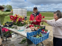 Beaune - Cueillir des tulipes pour lutter contre le cancer avec le Lions Club