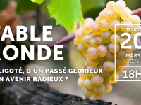 Beaune - L'Aligoté à l'honneur : nouvelle table ronde à la Cité des Climats et vins de Bourgogne ce jeudi 20 mars