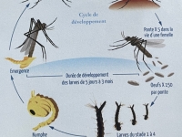 Beaune - Mobilisation contre le moustique tigre : un appel à l'action citoyenne 
