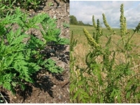 Ambroisie : une lutte régionale renforcée contre une plante allergisante en pleine expansion