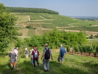Puligny-Montrachet – Gardiens des Climats : une journée immersive pour célébrer les 10 ans au Patrimoine mondial