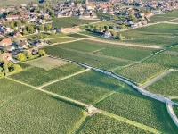 Vins de Bourgogne : stabilité, stratégie et audace dans un contexte incertain
