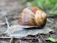 Pourquoi appelle-t-on l’escargot « de Bourgogne » ?
