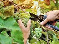 Vendanges 2025 - Crémants en tête, blancs et rouges suivront : une campagne prometteuse pour les vins de Bourgogne