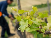 La Bourgogne imagine un millésime 2026 précoce, avec des vendanges envisagées dès le mois d’août