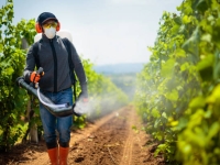 La filière viticole française réagit à PestiRiv : « On ne cultive plus la vigne comme hier »
