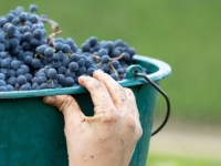 Bourgogne : un millésime 2025 fascinant !