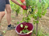 Vendanges en Côte-d'Or - Campagne de contrôles de l’inspection du travail sur les conditions d’emploi et d’hébergement des travailleurs saisonniers