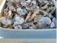 La Ville de Chevigny va récupérer les coquilles d’huîtres et d’escargots ! 