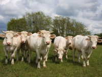 Département de la Côte-d'Or - Soutien actif à l'agriculture locale