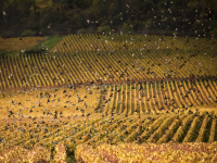 Beaune - Cité des Climats et Vins de Bourgogne – Atelier « Créé ta mangeoire et ton nichoir à oiseaux », le mercredi 17 avril