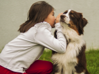 Un chien d'assistance judiciaire, "présence bienfaisante et rassurante" pour accompagner les victimes, arrive dans quelques mois à Dijon
